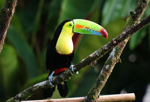 Toucan